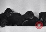 Standbild Dobermann Pinscher Vancouver British Columbia Kanada, 1947, aus Sekunde 21 historischem Filmmaterial Videoclip 65675041344