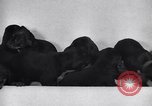 Standbild Dobermann Pinscher Vancouver British Columbia Kanada, 1947, aus Sekunde 22 historischem Filmmaterial Videoclip 65675041344