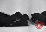Standbild Dobermann Pinscher Vancouver British Columbia Kanada, 1947, aus Sekunde 23 historischem Filmmaterial Videoclip 65675041344