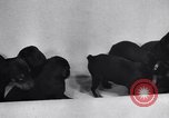 Standbild Dobermann Pinscher Vancouver British Columbia Kanada, 1947, aus Sekunde 24 historischem Filmmaterial Videoclip 65675041344