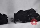 Standbild Dobermann Pinscher Vancouver British Columbia Kanada, 1947, aus Sekunde 25 historischem Filmmaterial Videoclip 65675041344