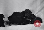 Standbild Dobermann Pinscher Vancouver British Columbia Kanada, 1947, aus Sekunde 26 historischem Filmmaterial Videoclip 65675041344