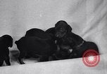 Standbild Dobermann Pinscher Vancouver British Columbia Kanada, 1947, aus Sekunde 27 historischem Filmmaterial Videoclip 65675041344