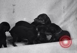 Standbild Dobermann Pinscher Vancouver British Columbia Kanada, 1947, aus Sekunde 28 historischem Filmmaterial Videoclip 65675041344