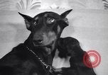 Standbild Dobermann Pinscher Vancouver British Columbia Kanada, 1947, aus Sekunde 29 historischem Filmmaterial Videoclip 65675041344