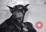 Standbild Dobermann Pinscher Vancouver British Columbia Kanada, 1947, aus Sekunde 30 historischem Filmmaterial Videoclip 65675041344