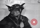 Standbild Dobermann Pinscher Vancouver British Columbia Kanada, 1947, aus Sekunde 31 historischem Filmmaterial Videoclip 65675041344