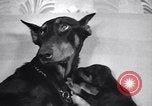 Standbild Dobermann Pinscher Vancouver British Columbia Kanada, 1947, aus Sekunde 32 historischem Filmmaterial Videoclip 65675041344