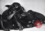 Standbild Dobermann Pinscher Vancouver British Columbia Kanada, 1947, aus Sekunde 33 historischem Filmmaterial Videoclip 65675041344