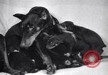 Standbild Dobermann Pinscher Vancouver British Columbia Kanada, 1947, aus Sekunde 34 historischem Filmmaterial Videoclip 65675041344