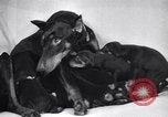 Standbild Dobermann Pinscher Vancouver British Columbia Kanada, 1947, aus Sekunde 35 historischem Filmmaterial Videoclip 65675041344