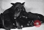 Standbild Dobermann Pinscher Vancouver British Columbia Kanada, 1947, aus Sekunde 36 historischem Filmmaterial Videoclip 65675041344