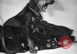 Standbild Dobermann Pinscher Vancouver British Columbia Kanada, 1947, aus Sekunde 37 historischem Filmmaterial Videoclip 65675041344