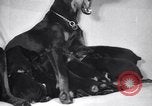 Standbild Dobermann Pinscher Vancouver British Columbia Kanada, 1947, aus Sekunde 38 historischem Filmmaterial Videoclip 65675041344