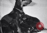 Standbild Dobermann Pinscher Vancouver British Columbia Kanada, 1947, aus Sekunde 39 historischem Filmmaterial Videoclip 65675041344