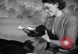 Standbild Dobermann Pinscher Vancouver British Columbia Kanada, 1947, aus Sekunde 43 historischem Filmmaterial Videoclip 65675041344