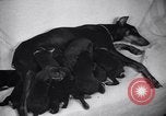 Standbild Dobermann Pinscher Vancouver British Columbia Kanada, 1947, aus Sekunde 44 historischem Filmmaterial Videoclip 65675041344