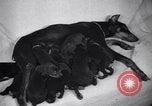 Standbild Dobermann Pinscher Vancouver British Columbia Kanada, 1947, aus Sekunde 47 historischem Filmmaterial Videoclip 65675041344