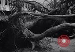 Image of Hurricane Jamaica, 1951, second 51 stock footage video 65675041347