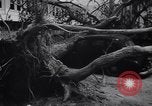 Image of Hurricane Jamaica, 1951, second 52 stock footage video 65675041347