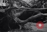 Image of Hurricane Jamaica, 1951, second 53 stock footage video 65675041347