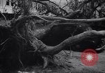 Image of Hurricane Jamaica, 1951, second 54 stock footage video 65675041347