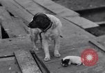 Image of William Greenwood Olympia Washington USA, 1929, second 40 stock footage video 65675041388
