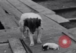 Image of William Greenwood Olympia Washington USA, 1929, second 41 stock footage video 65675041388