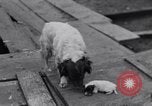 Image of William Greenwood Olympia Washington USA, 1929, second 42 stock footage video 65675041388
