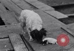 Image of William Greenwood Olympia Washington USA, 1929, second 43 stock footage video 65675041388