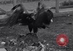 Image of William Greenwood Olympia Washington USA, 1929, second 47 stock footage video 65675041388