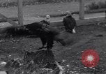 Image of William Greenwood Olympia Washington USA, 1929, second 48 stock footage video 65675041388