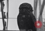 Image of William Greenwood Olympia Washington USA, 1929, second 49 stock footage video 65675041388