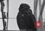 Image of William Greenwood Olympia Washington USA, 1929, second 50 stock footage video 65675041388