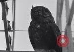 Image of William Greenwood Olympia Washington USA, 1929, second 51 stock footage video 65675041388