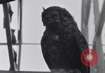 Image of William Greenwood Olympia Washington USA, 1929, second 52 stock footage video 65675041388