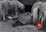 Standbild Circus New York City USA, 1931, aus Sekunde 20 historischem Filmmaterial Videoclip 65675041396