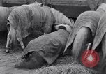 Standbild Circus New York City USA, 1931, aus Sekunde 23 historischem Filmmaterial Videoclip 65675041396