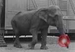 Standbild Circus New York City USA, 1931, aus Sekunde 43 historischem Filmmaterial Videoclip 65675041396