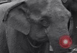 Standbild Circus New York City USA, 1931, aus Sekunde 46 historischem Filmmaterial Videoclip 65675041396