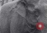 Standbild Circus New York City USA, 1931, aus Sekunde 47 historischem Filmmaterial Videoclip 65675041396