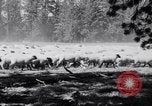 Image éleveurs Cascade Mountains Washington USA, 1933, de la seconde 21 séquences d'archives historiques vidéo 65675041408