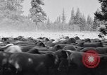 Image éleveurs Cascade Mountains Washington USA, 1933, de la seconde 23 séquences d'archives historiques vidéo 65675041408