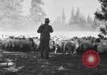 Image éleveurs Cascade Mountains Washington USA, 1933, de la seconde 28 séquences d'archives historiques vidéo 65675041408