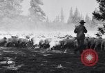 Image éleveurs Cascade Mountains Washington USA, 1933, de la seconde 31 séquences d'archives historiques vidéo 65675041408