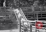 Image éleveurs Cascade Mountains Washington USA, 1933, de la seconde 48 séquences d'archives historiques vidéo 65675041408