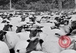 Image éleveurs Cascade Mountains Washington USA, 1933, de la seconde 56 séquences d'archives historiques vidéo 65675041408