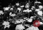 Image of International Flower Show New York City USA, 1961, second 24 stock footage video 65675041459