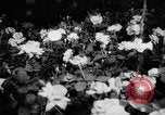 Image of International Flower Show New York City USA, 1961, second 25 stock footage video 65675041459