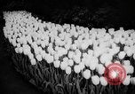 Image of International Flower Show New York City USA, 1961, second 31 stock footage video 65675041459